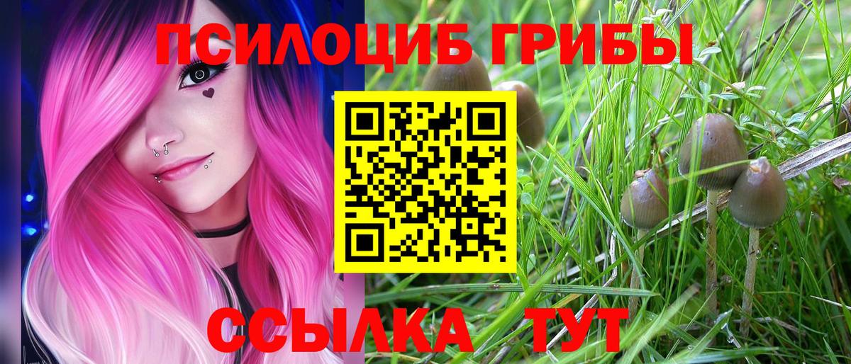 Псилоцибиновые грибы Psilocybe Михайловск